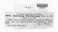 Atractium therryanum image